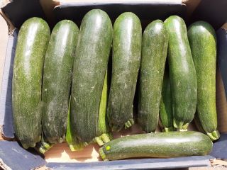 Zucchini, variety Cora F1. Caliber 250-500g nice, commercial goods.