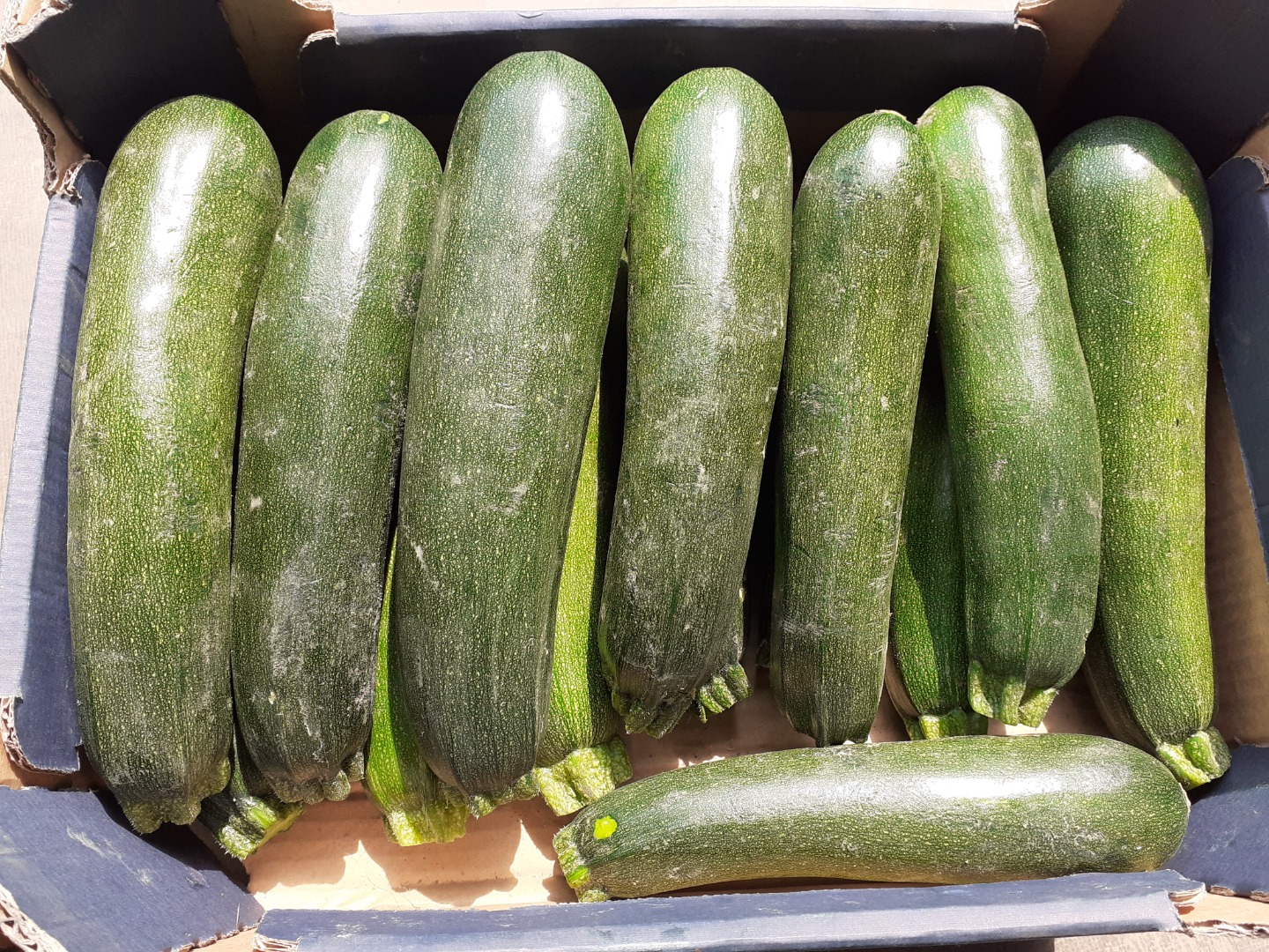 Zucchini, variety Cora F1