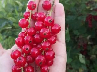 Red currant is torn by hand every day.
