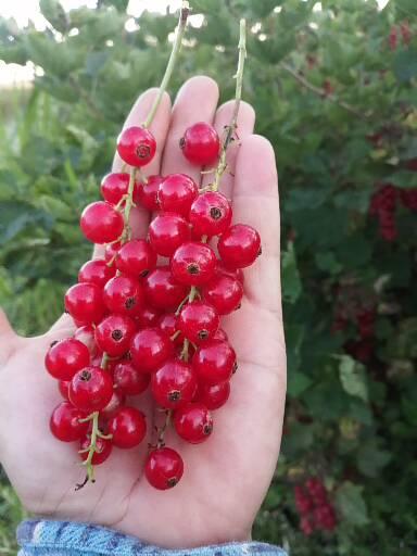 Red currant is torn by hand every day