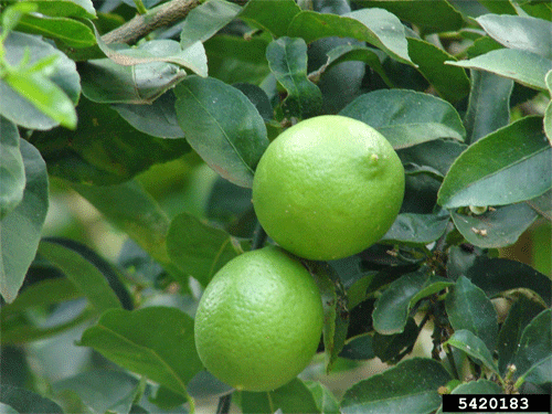 We sell lime,mango,coconut,Pineapple,ginger,yam from IVORY COAST and Senegal