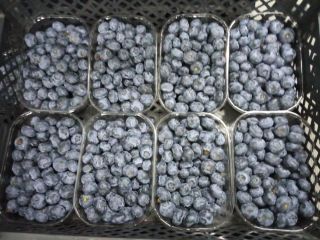 I will buy blueberries packed 250g, about 5 tons