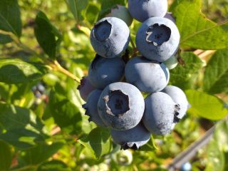 I run a small, backyard cultivation (600 bushes). The