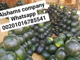 we are one of Leading companies In the field