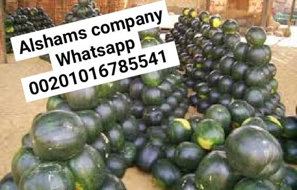 we are one of Leading companies In the field of exporting agricultural crops