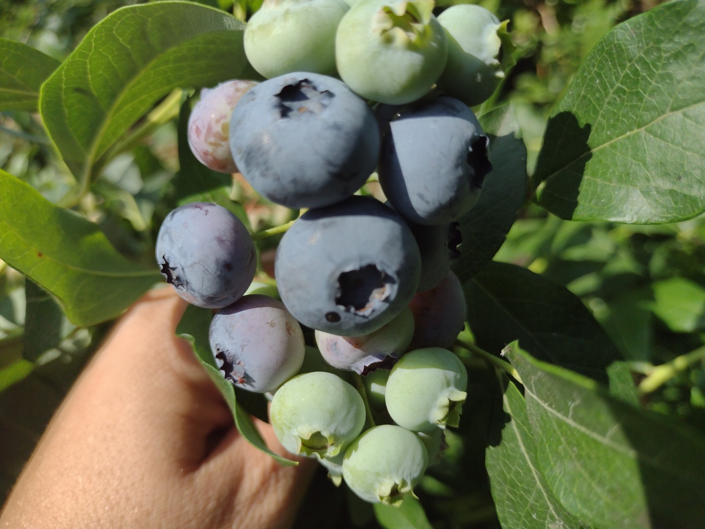 for sale organic blueberries