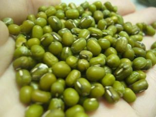 100% 2020 wholesale Green mung beans for sprouting item