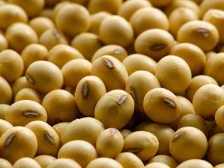 2020 crop High protein Yellow Soya Beans Packing: 25