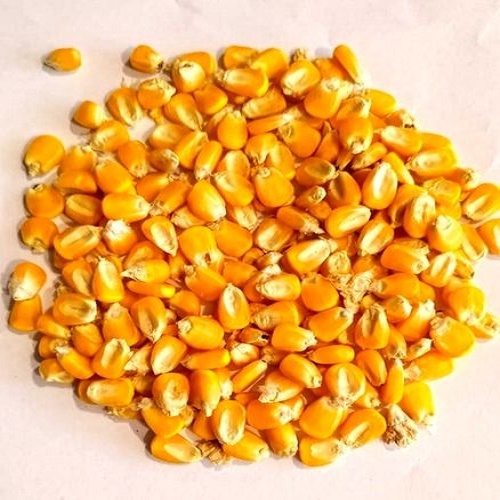 Best Quality yellow Dried Corn at Best Price Grade’1’ - Moisture : 14% Max - Foreign Matter : 1.5% Max - Weeviled seeds : 2% Max - Damaged Otherwise : 5% Max