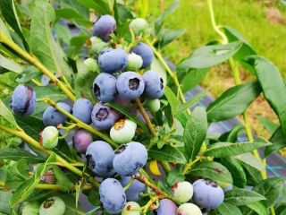 I sell cultivated blueberries.
