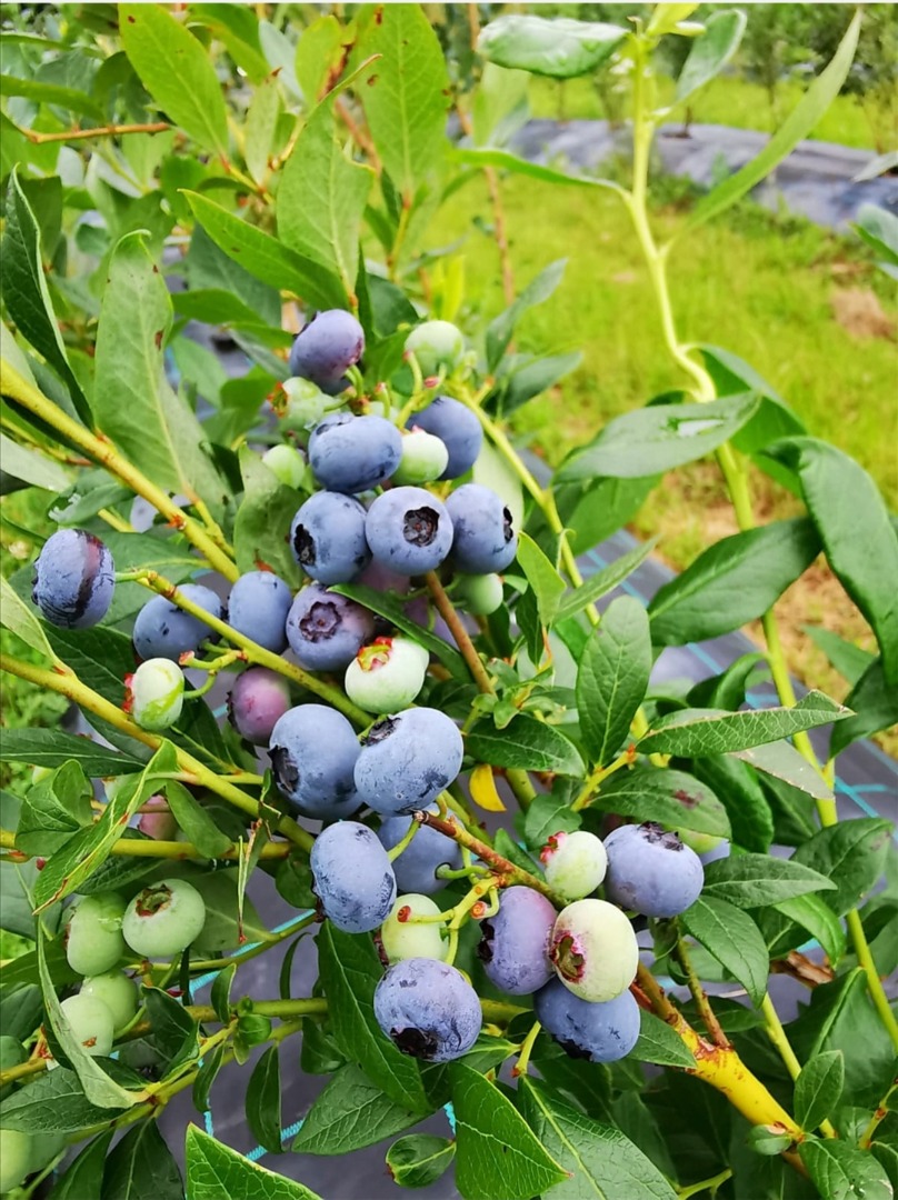 I sell cultivated blueberries