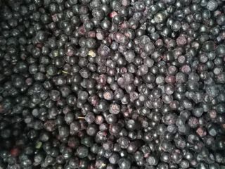 I will sell a truckload of forest berries. Frozen