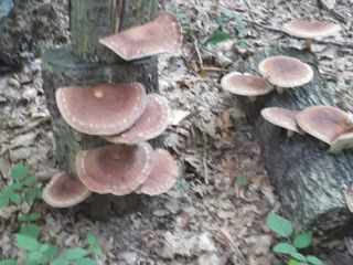 I am selling 250 kg of fresh SHIITAKE mushrooms,