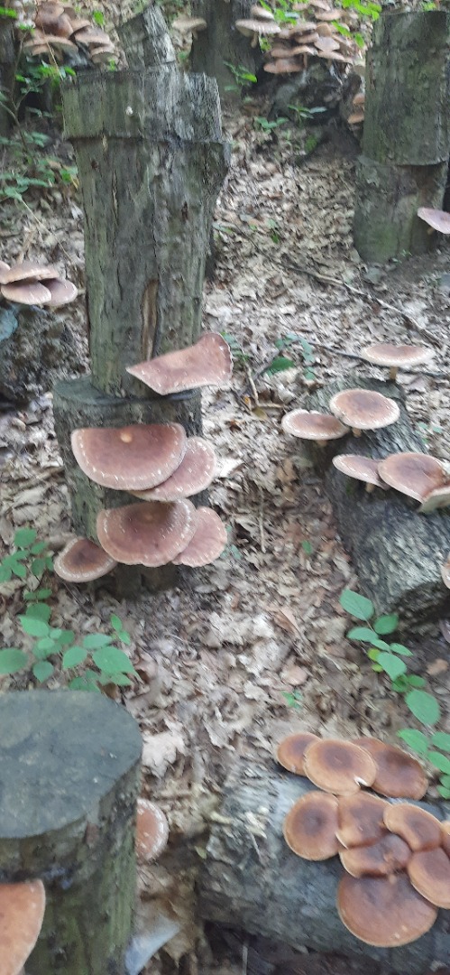 I am selling 250 kg of fresh SHIITAKE mushrooms, obtained on deciduous logs in the forest, large size (PREMIUM), with ECOCERT France ecological certification