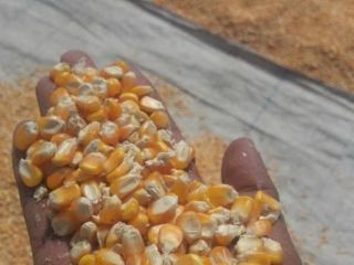 Dried Yellow Maize Hot sale & high quality Non
