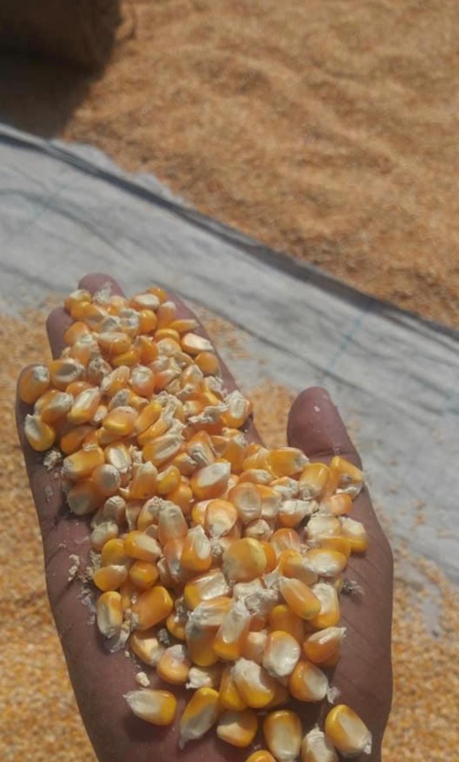 Dried Yellow Maize Hot sale & high quality Non GMO White Maize with reasonable price Price: $90 -250 / Metric Ton Packaging: 25/50 Kg PP of Jute bags Commodity