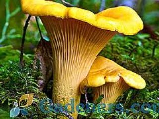 I will buy fresh chanterelles