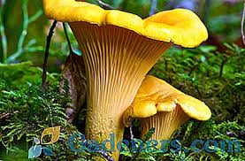 I will buy fresh chanterelles