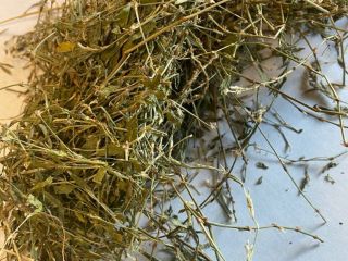 Knotweed for sale (Polygoni avicularis herba), large quantities from