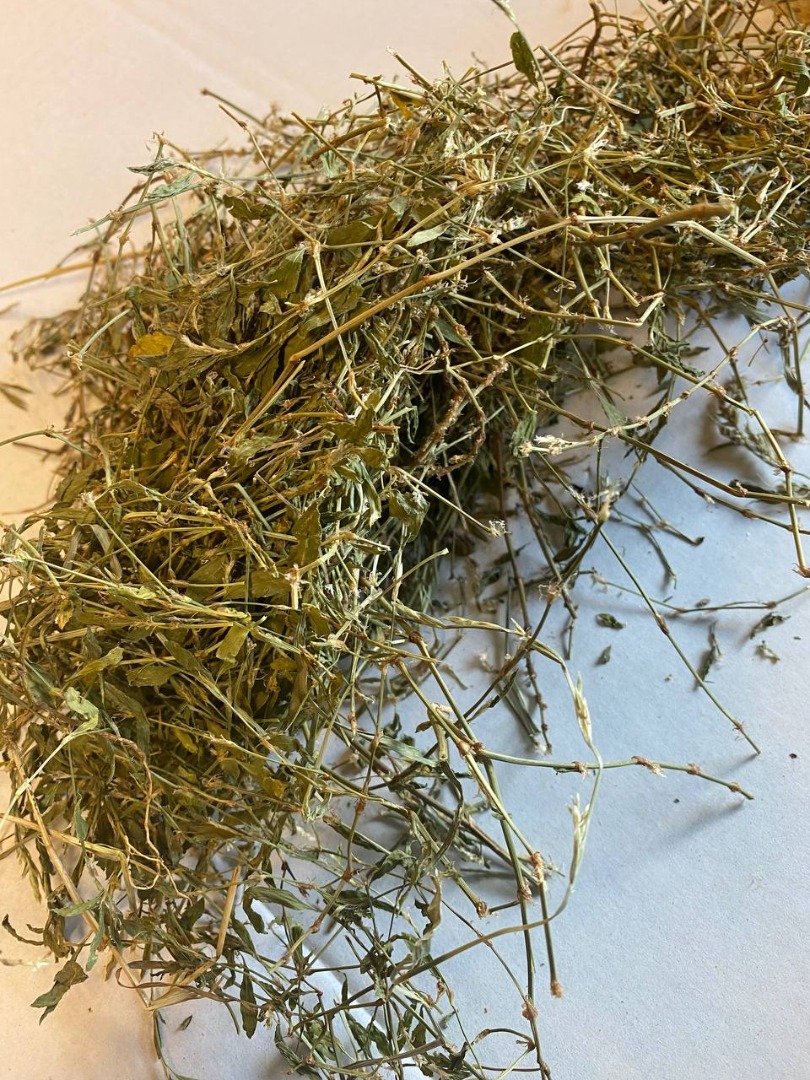 Knotweed for sale (Polygoni avicularis herba), large quantities from a warehouse in Lublin
