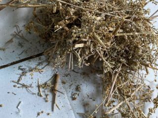I will sell Wormwood herb (Absinthii herba), large quantities