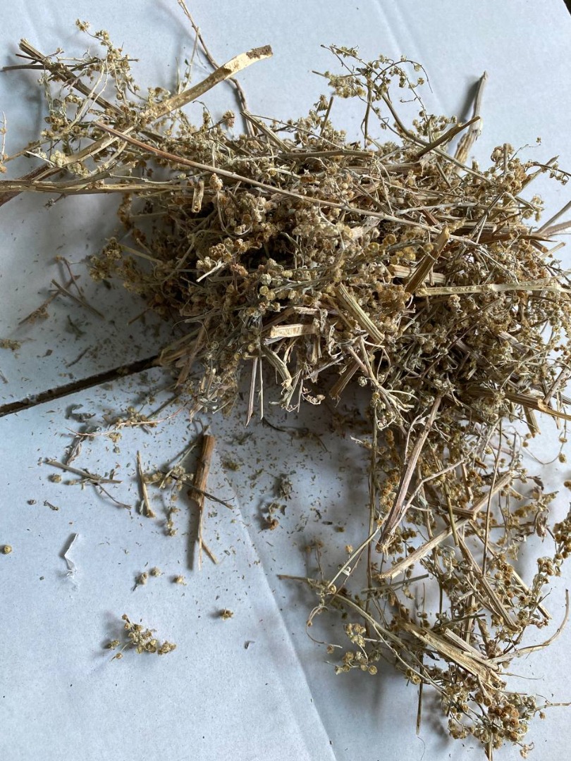 I will sell Wormwood herb (Absinthii herba), large quantities from a warehouse in Lublin