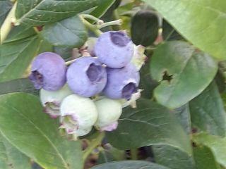 I will sell a beautiful blueberry, I collect about