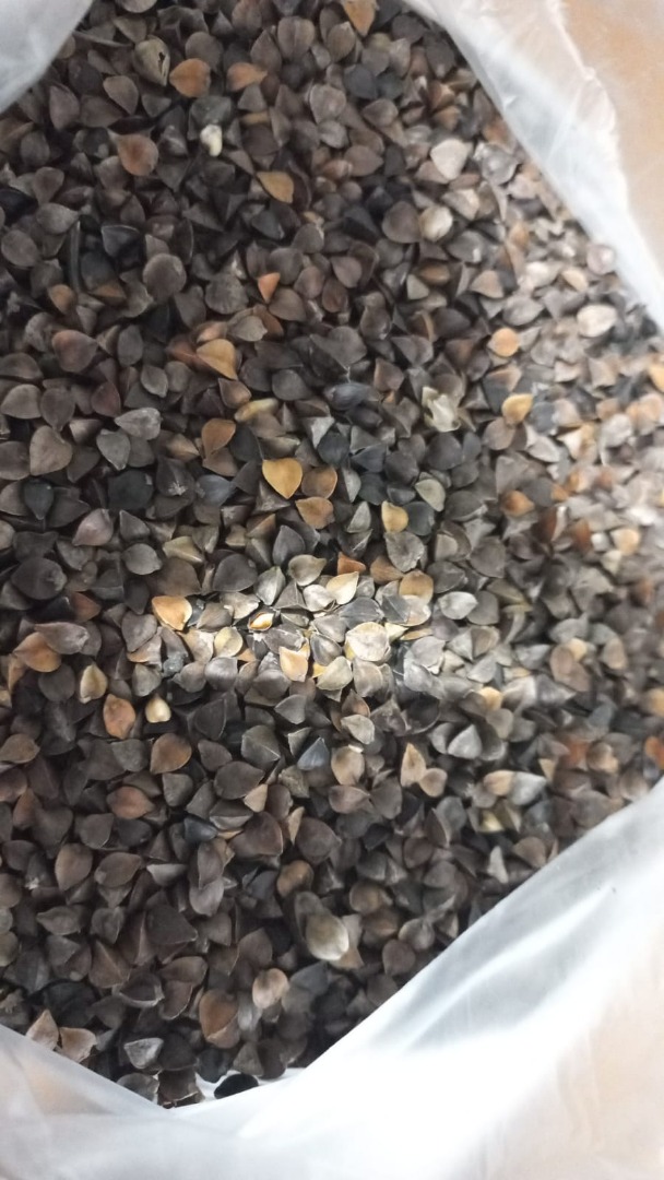 La nostra azienda SEEDMARKET LLC, con sede a Mosca, Russia, è impegnata nel commercio all'ingrosso di cereali, legumi e semi oleosi nel paese e all'estero