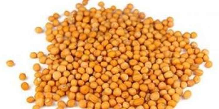 Our company SEEDMARKET LLC, located in Moscow, Russia, is a wholesale trader of grains, pulses and oilseeds both locally and abroad