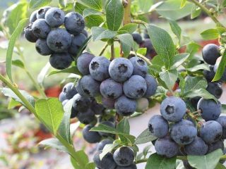 I will sell organic, certified American Blueberry fruit packed