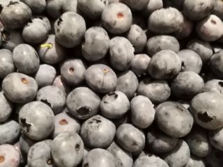 American blueberry bluecrop 15+. Packed in baskets of 3