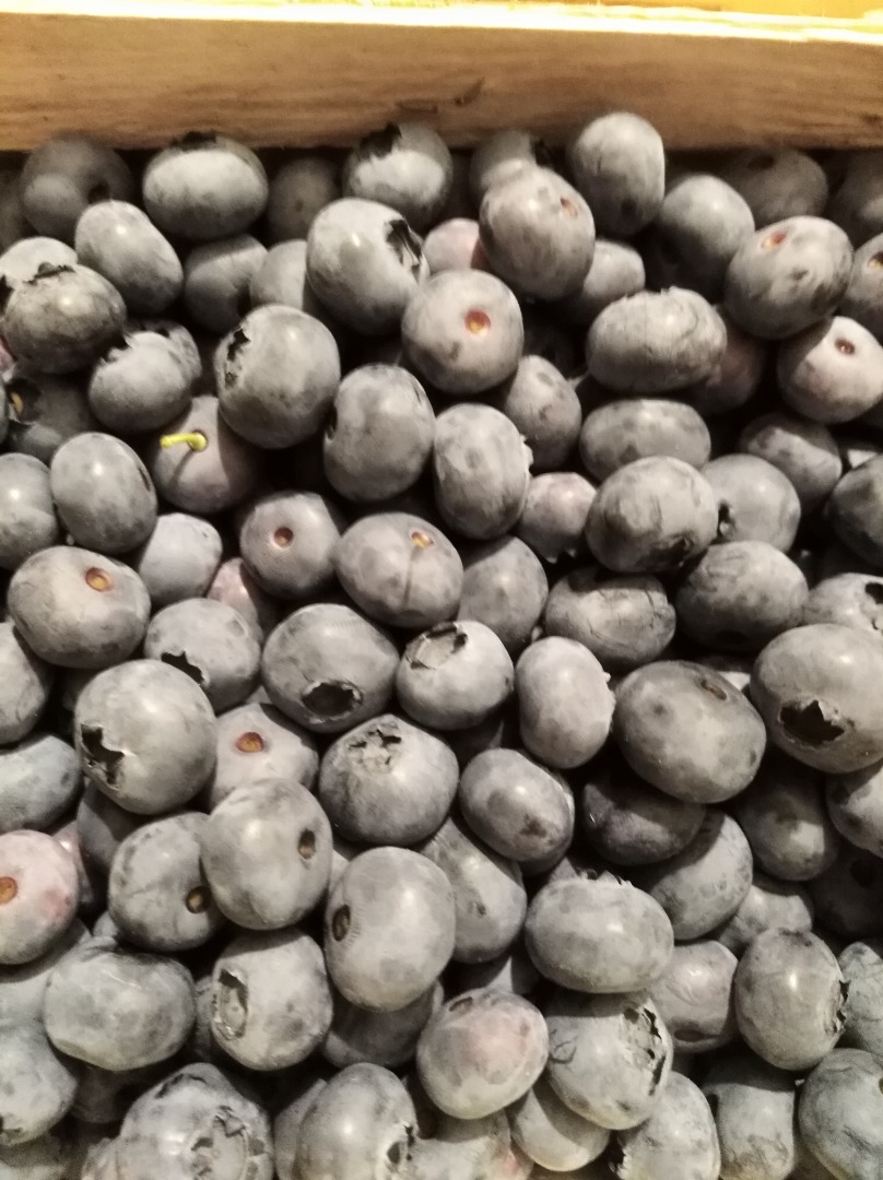 American blueberry bluecrop 15+