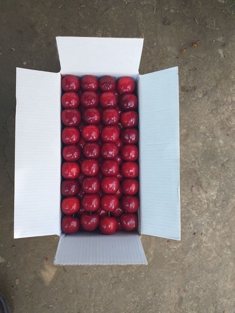 Good day! We sell wholesale high-quality cherries, nectarines, blueberries, currants, apricots, peaches, raspberries and strawberries from Uzbekistan
