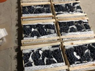 Good day! We wholesale high quality grapes from Uzbekistan.