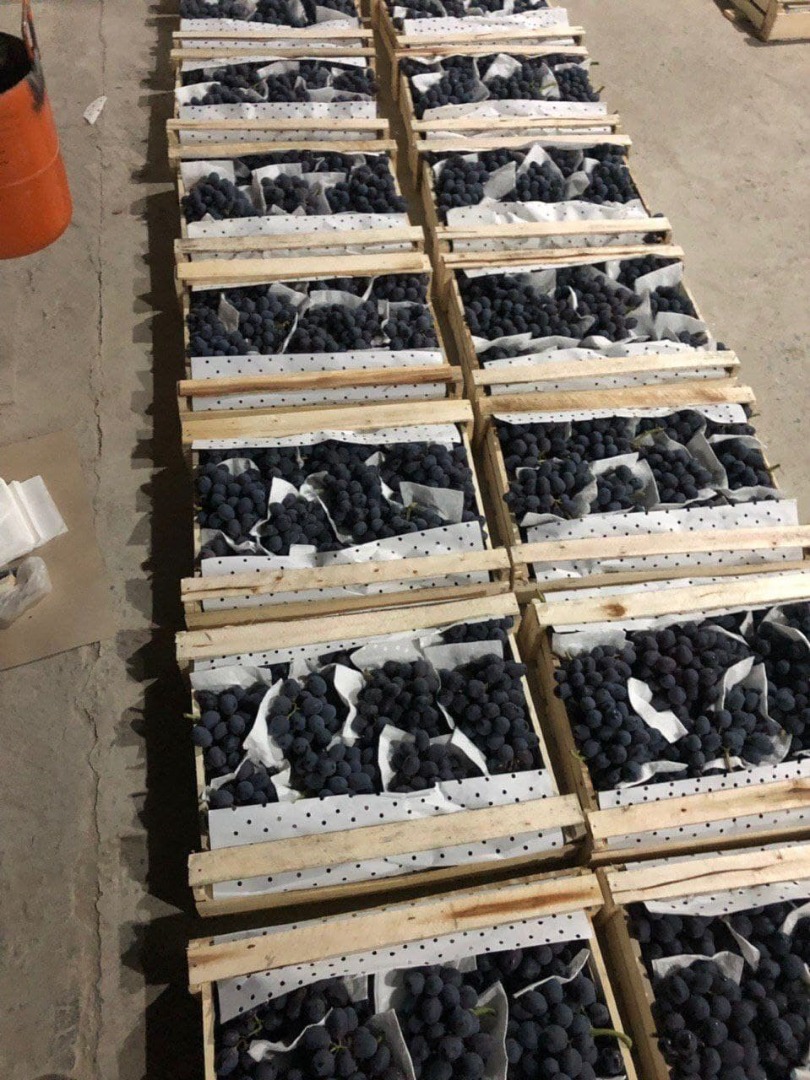 Good day! We wholesale high quality grapes from Uzbekistan