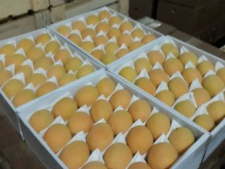 Good day! We wholesale high quality apricots from Uzbekistan.