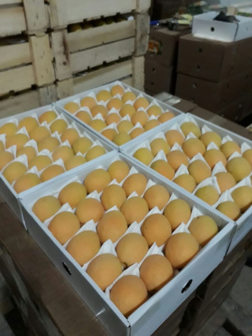 Good day! We wholesale high quality apricots from Uzbekistan