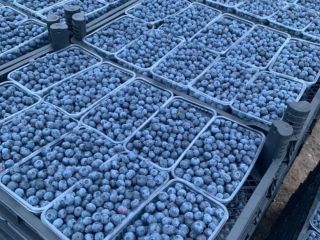 Good day! We are selling high quality blueberries wholesale