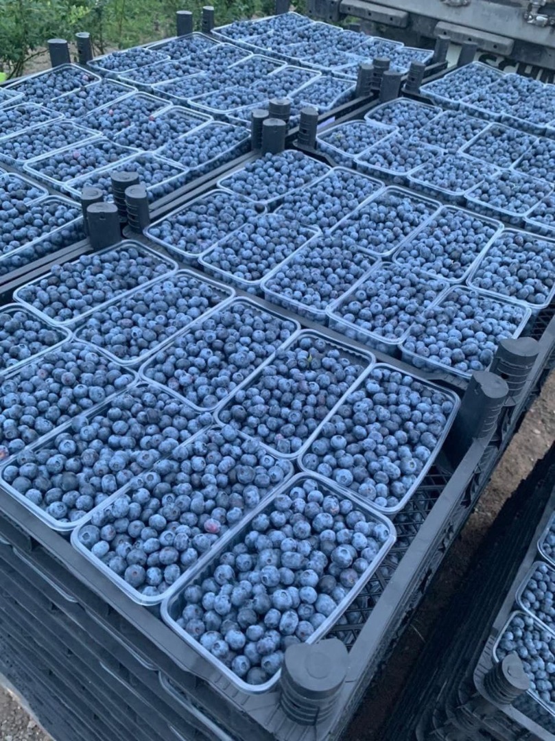 Good day! We are selling high quality blueberries wholesale from Uzbekistan