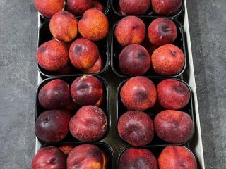 Good day! We are selling quality nectarine wholesale from