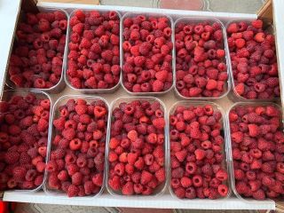 Good day! We are selling quality raspberries wholesale from