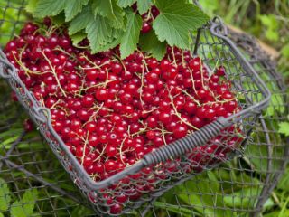 Good day! We are selling quality currants wholesale from