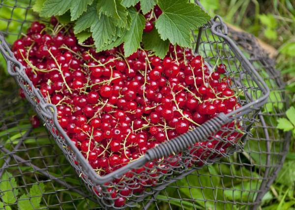 Good day! We are selling quality currants wholesale from Uzbekistan