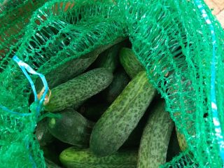 Ground cucumbers, Monisia and Platina. No fertilizers.