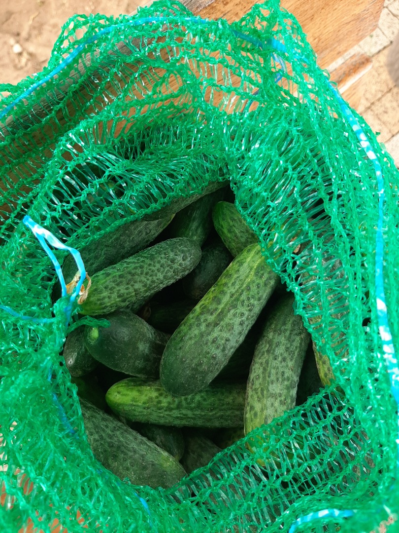 Ground cucumbers, Monisia and Platina