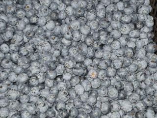 HIGH QUALITY BLUEBERRY GREAT PRICE Together with my partner,