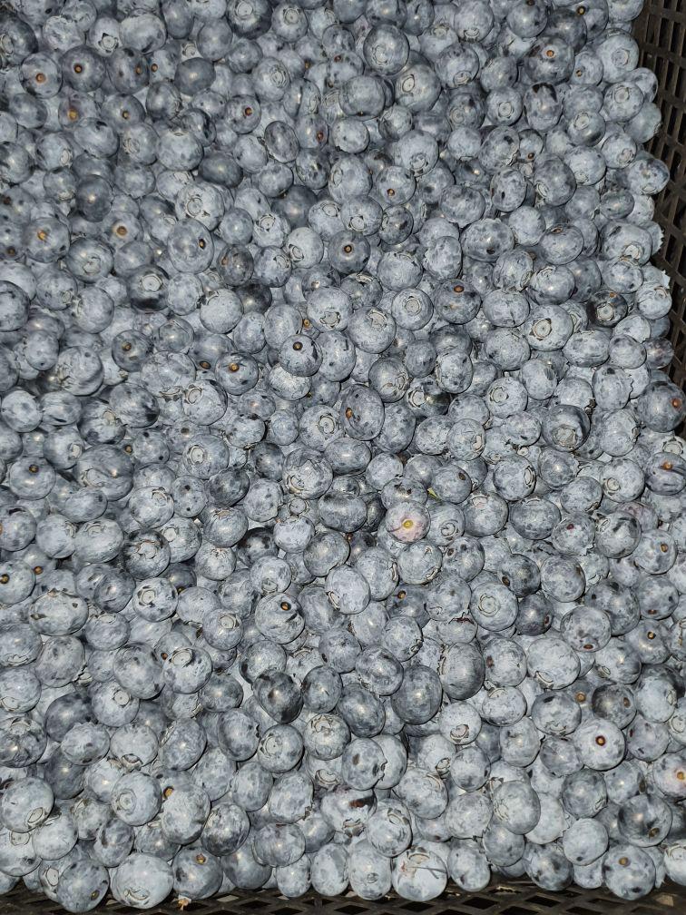 HIGH QUALITY BLUEBERRY GREAT PRICE Together with my partner, we represent a specific orchard farm located in the Mazowieckie voivodship