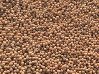 Our company SEEDMARKET LLC, located in Moscow, Russia, is