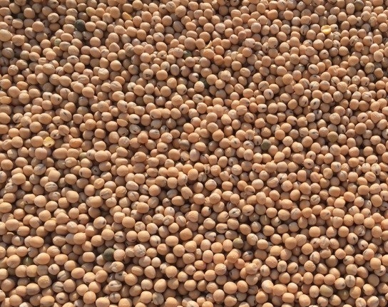 Our company SEEDMARKET LLC, located in Moscow, Russia, is a wholesale trader of grains, pulses and oilseeds both locally and abroad
