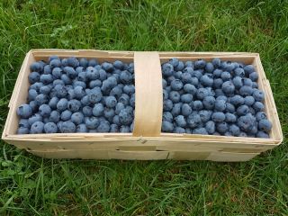 I will sell blueberry fruit, nice large fruit. Variations